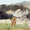 Africa wildlife image that is a part of Africa safari photography movie