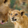 lion and cub photograph taken by conservation photographer for African animals film