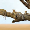 African animals photograph available to purchase to benefit Africa habitat conservation
